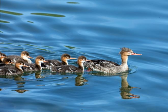 TN Highlights Birdwatching - 10 days