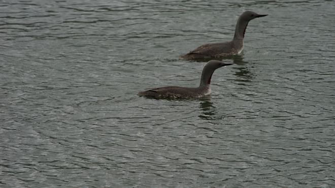BackCountry Wildlife Adventure