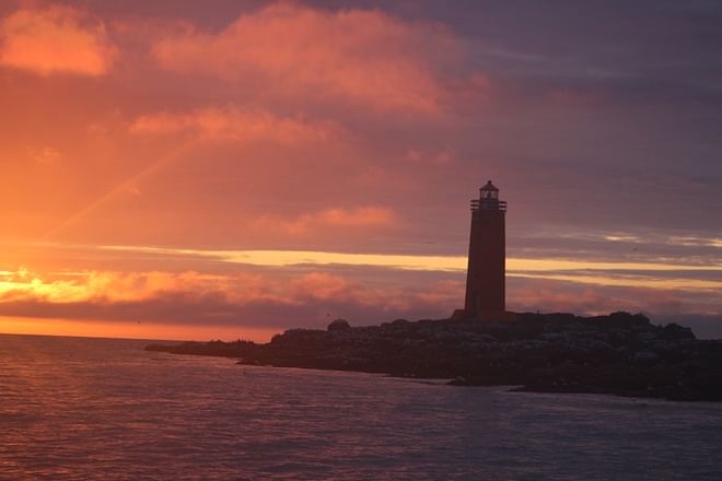 Akureyri Express Whales in the Midnight Sun