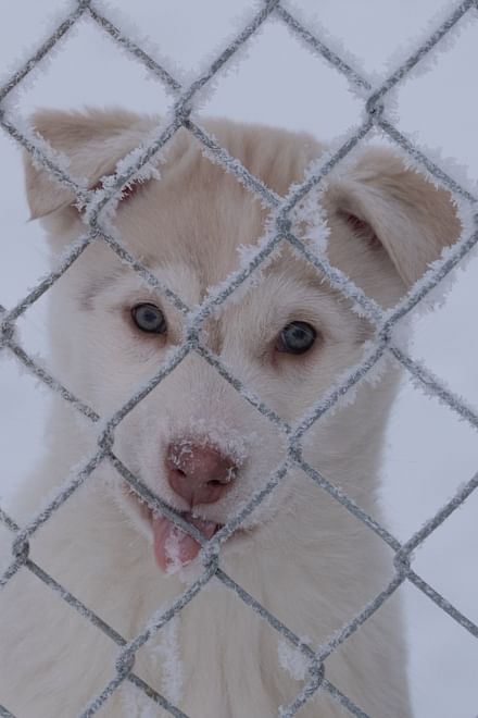Siberian Husky Kennel Visit