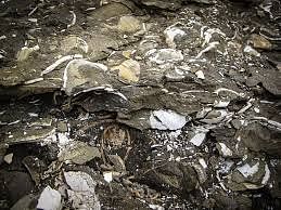 Geology tour: Tjörnes & Ásbyrgi - private tour