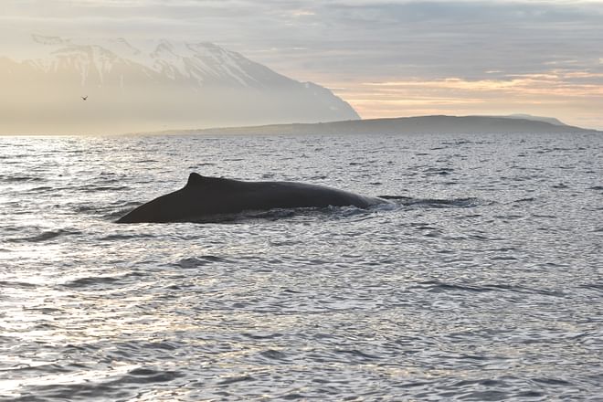 Akureyri Classic Whales in the Midnight Sun
