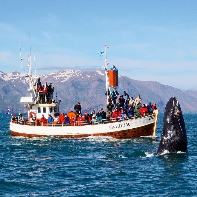 GG1 Whale Watching