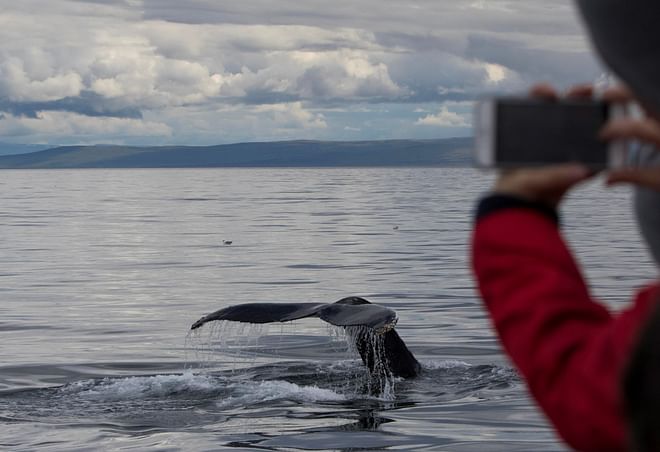 Whale Watching Hólmavík 