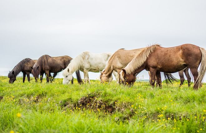 02E - The Elfin Tour