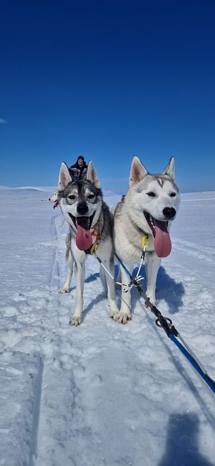 Dog Sledding in North Iceland
