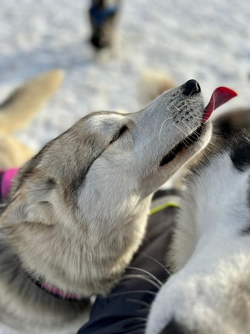 Dog Sledding in North Iceland