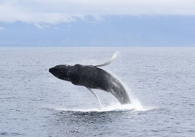 Whale Watching in Akureyri