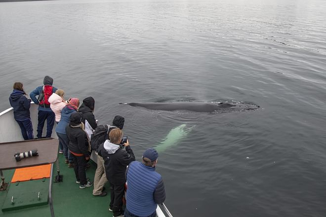 Whale Watching Hólmavík 