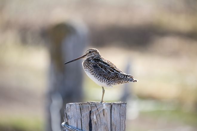 Lake Mývatn Birdwatching