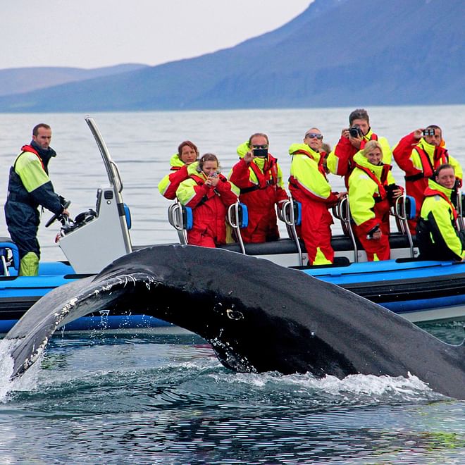 GG2 Big Whale Safari & Puffins