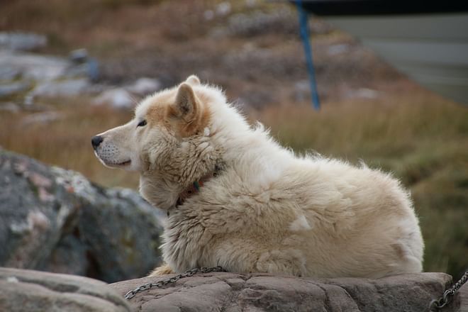 Ilulissat: The Realm of Icebergs - 5 days