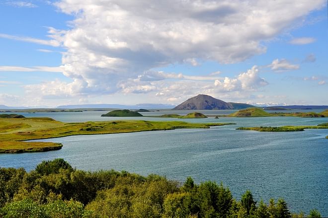 Birdwatching day tour: Lake Mývatn Area