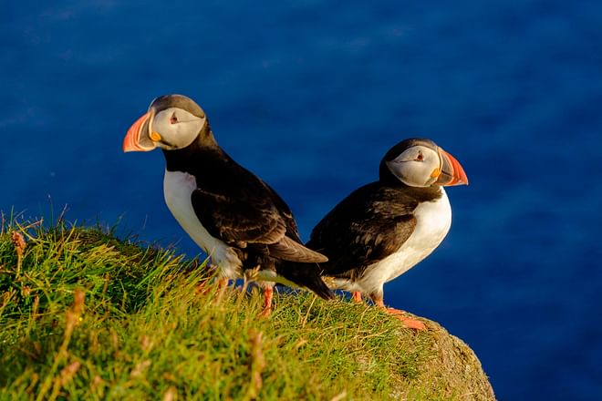 Premium Puffin Tour