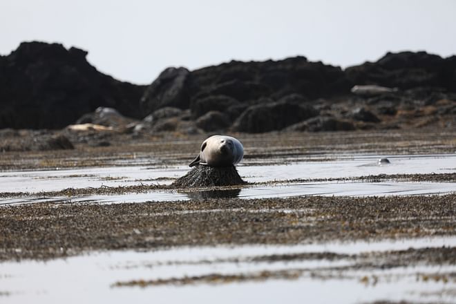 Snæfellsnes & Kirkjufell