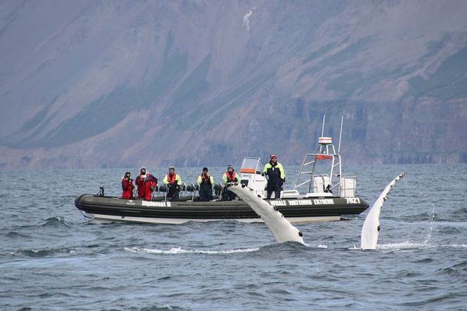 Express Whales, Eyjafjord & Akureyri