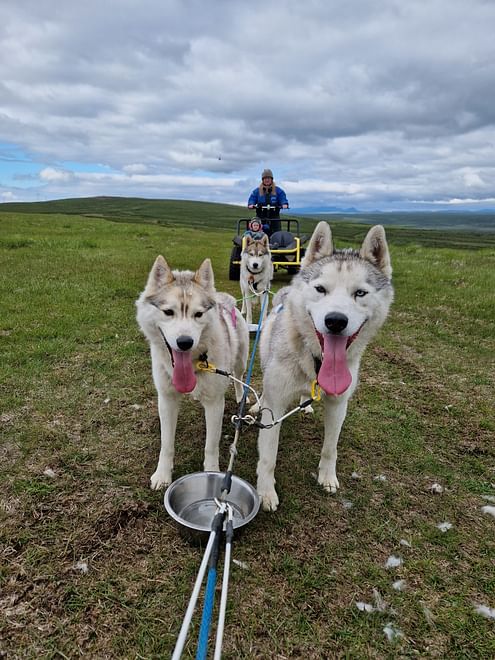 Siberian Husky Cart Ride 