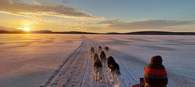 Dog Sledding in North Iceland
