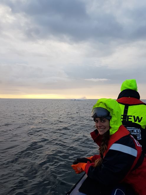 Premium Whales & Midnight Sun