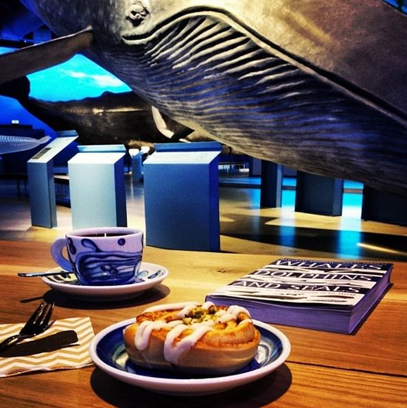 Whales of Iceland from Land and Sea