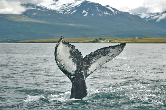 Express Whales, Eyjafjord & Akureyri