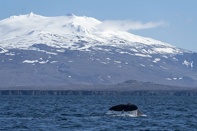Whale Watching Ólafsvík 