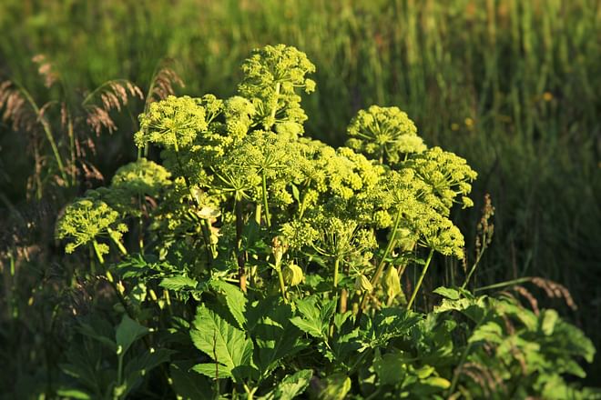 Húsavík walking tour – with hike to Húsavíkurfjall