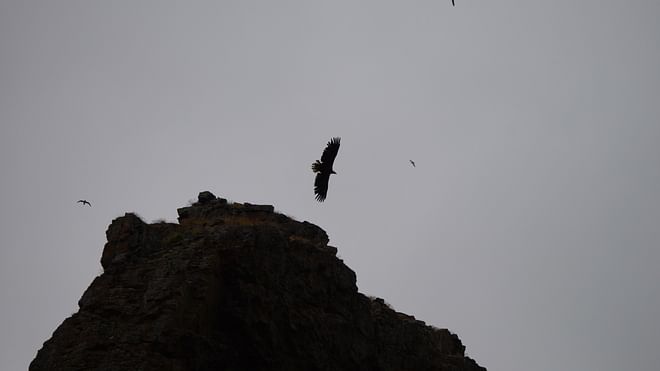 BackCountry Wildlife Adventure