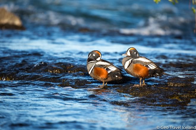 Lake Mývatn Birdwatching