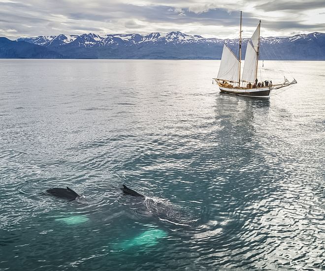Whales and Sails