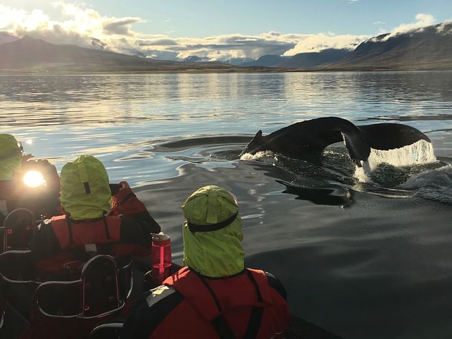 Akureyri Express Whales in the Midnight Sun