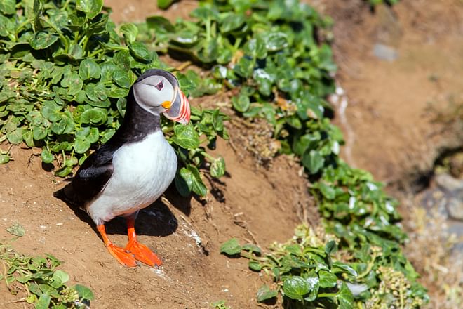 Birdwatching half day tour: Húsavík & surroundings