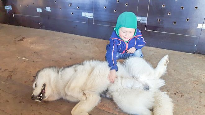 Siberian Husky Kennel Visit