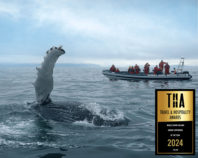 Whales, Puffins & Reykjavík