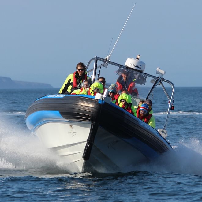 GG6 Puffins Exclusive