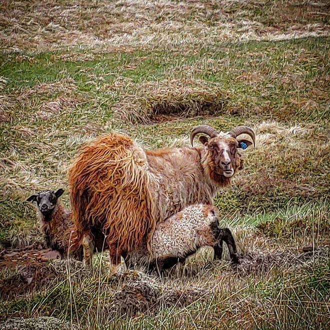 Borgarfjörður Private Adventure