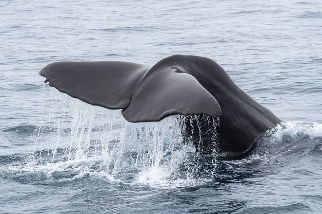Whale Watching Ólafsvík 