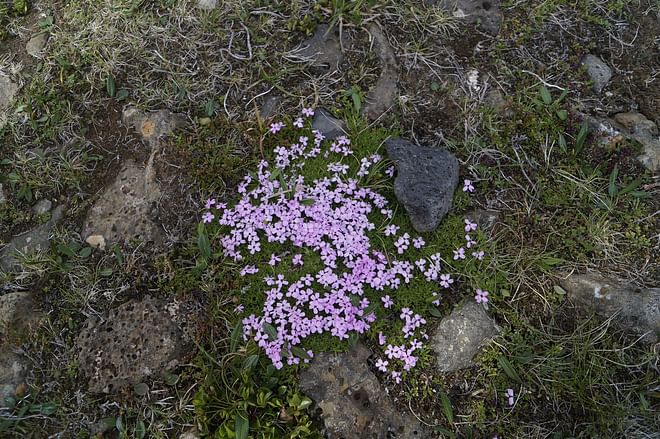 Private Golden Circle, visit all the typical sites and more, you decide! 