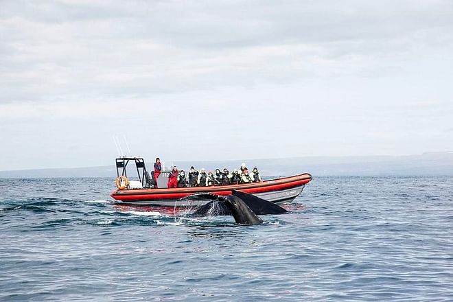 Big Whales & Puffins RIB boat tour