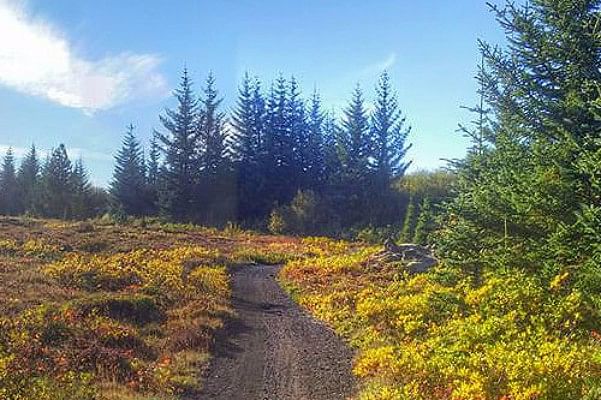 Red Lava Horse Riding Tour - Reykjavik