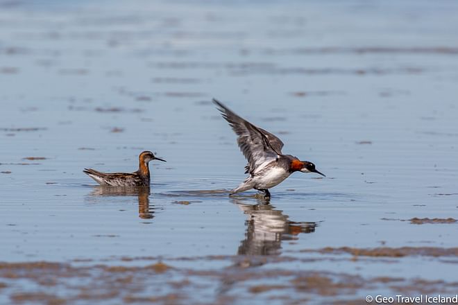 Lake Mývatn Birdwatching