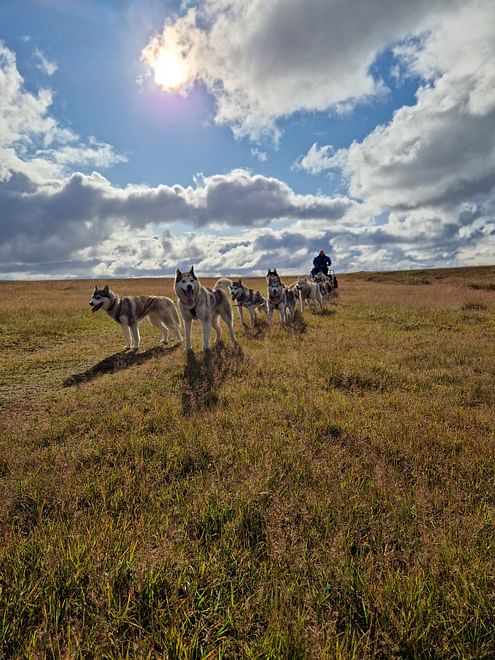 Siberian Husky Cart Ride 