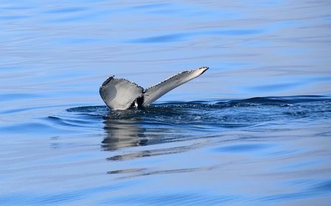 Whales & Sea Angling