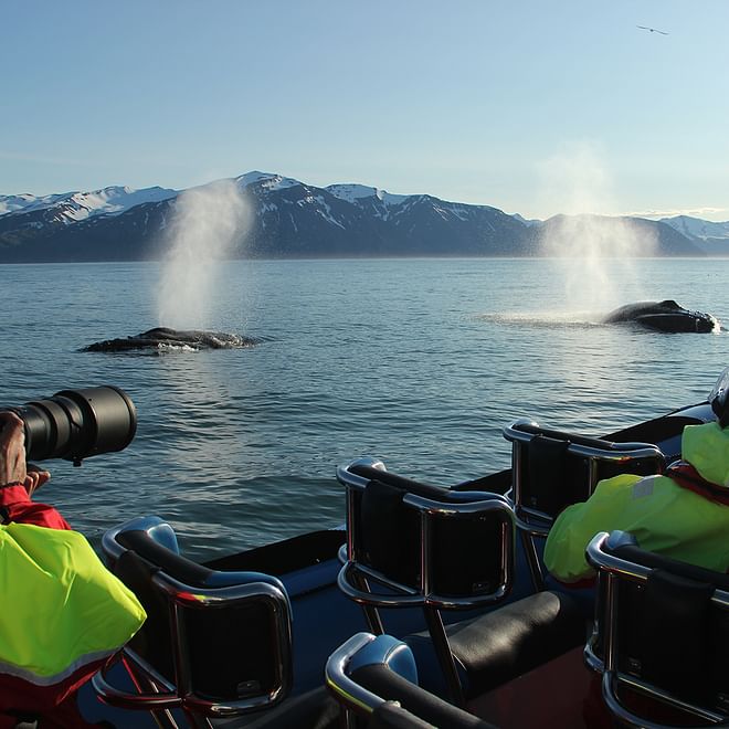 GG2 Big Whale Safari & Puffins