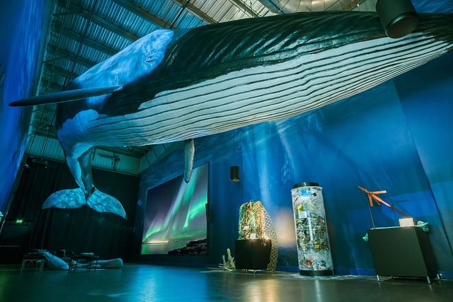 Northern Lights by Boat with a Backup Plan