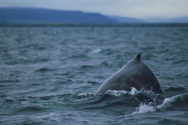 DISCOVER THE WONDERS OF ICELAND – Guided Tour