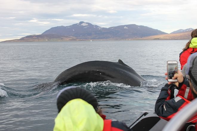 Express Whales, Eyjafjord & Akureyri