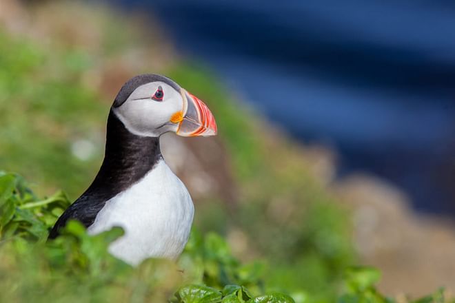 TN Highlights Birdwatching - 10 days