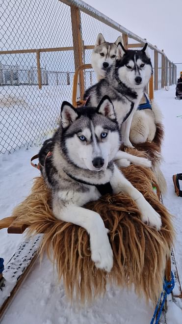 Dog Sledding in North Iceland