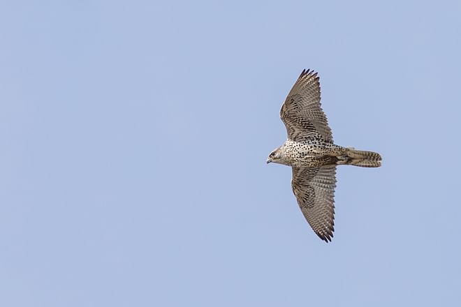 Birdwatching day tour: Lake Mývatn Area